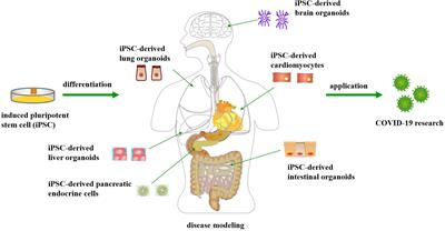 Application of Human Induced Pluripotent Stem Cell-Derived Cellular and Organoid Models for COVID-19 Research